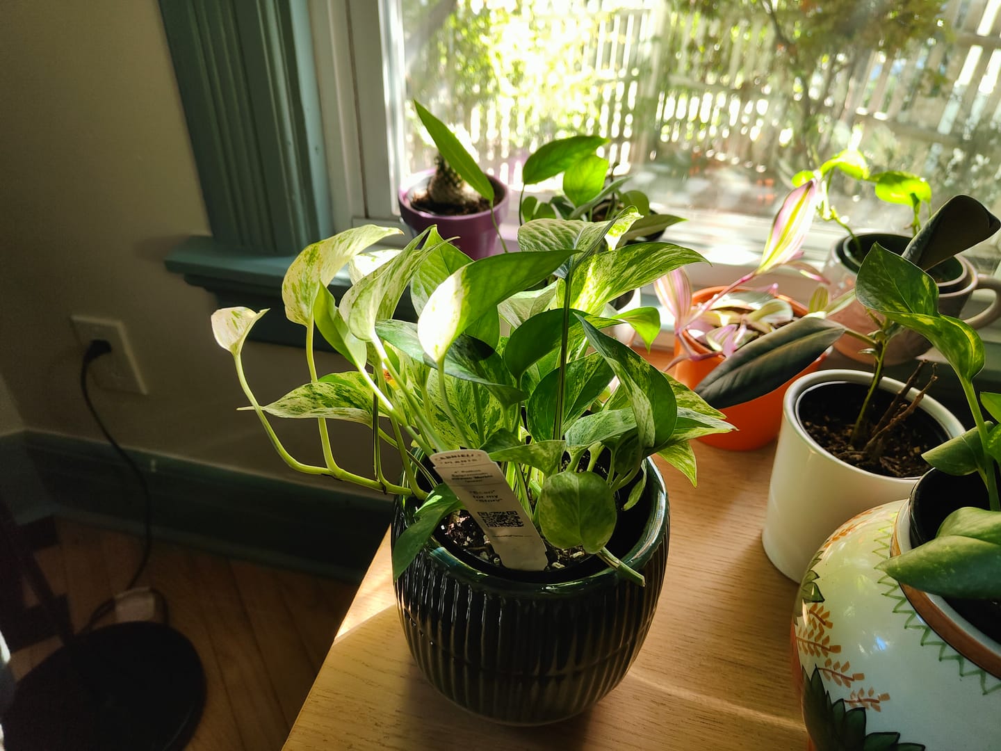 Customer photo review of Pothos Epipremnum aureum 'Marble Queen'