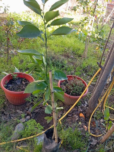 Customer photo review of Naranjo Valencia – Jugo fresco y natural directo desde tu jardín