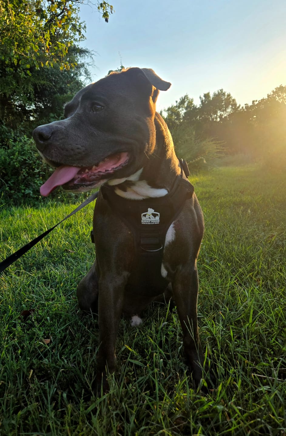 Customer photo review of No Pull Bully Proof Harness