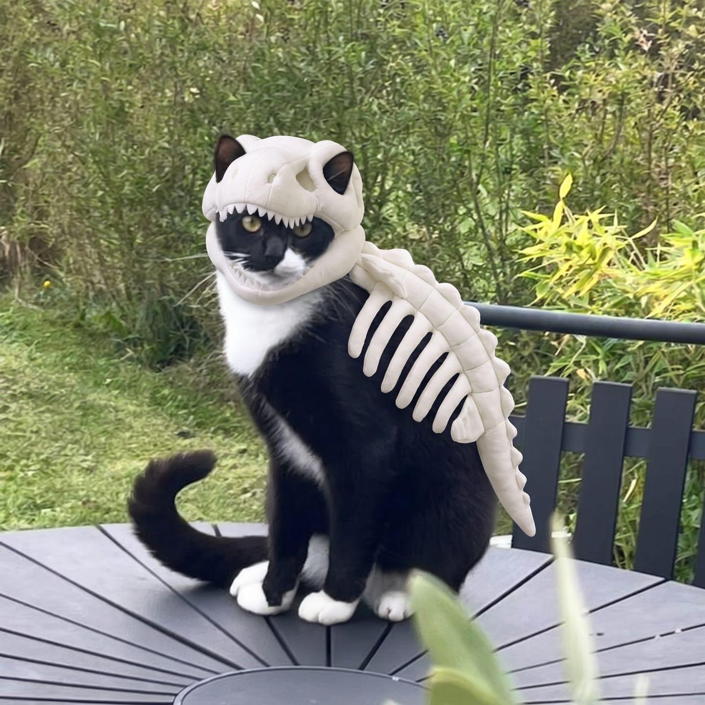Customer photo review of Disfraz de Dinosaurio para Mascotas