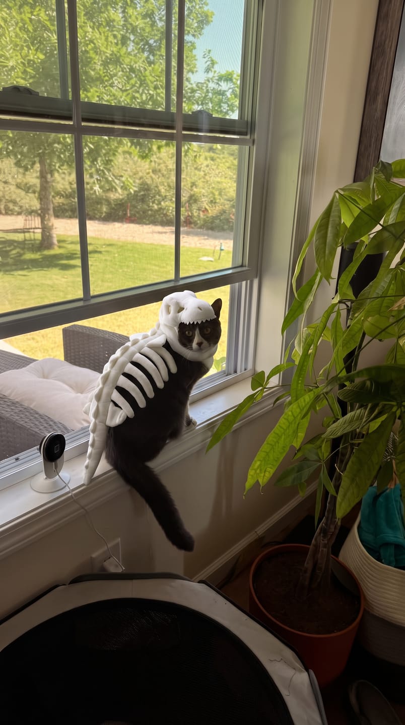Customer photo review of Disfraz de Dinosaurio para Mascotas