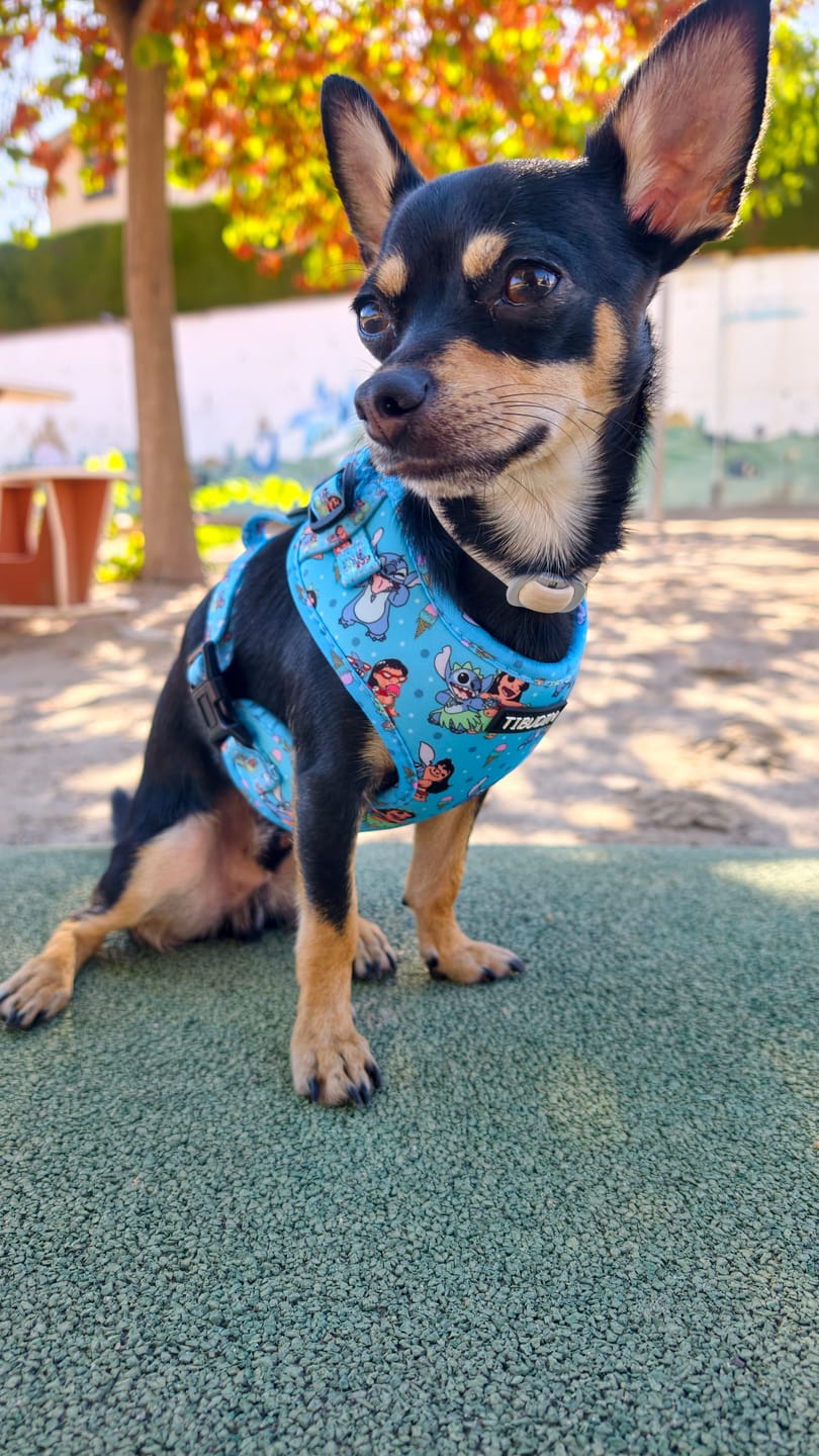 Customer photo review of Arnés ajustable Aloha