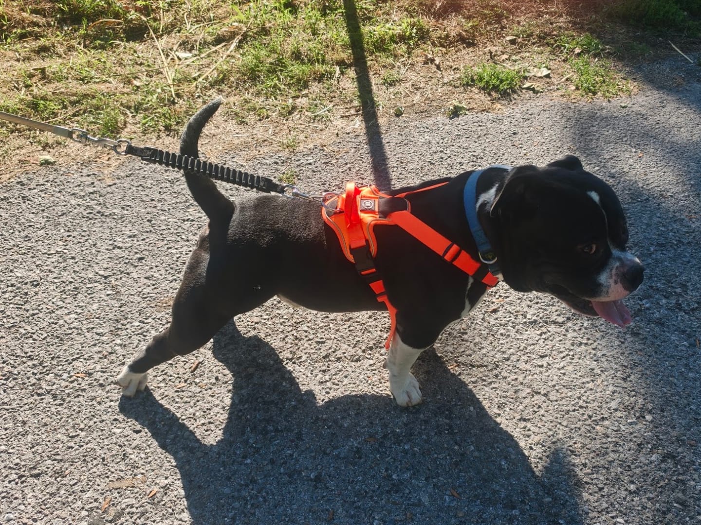 Customer photo review of Anti Pull Hurricane Harness Lighter | With Handle - Orange