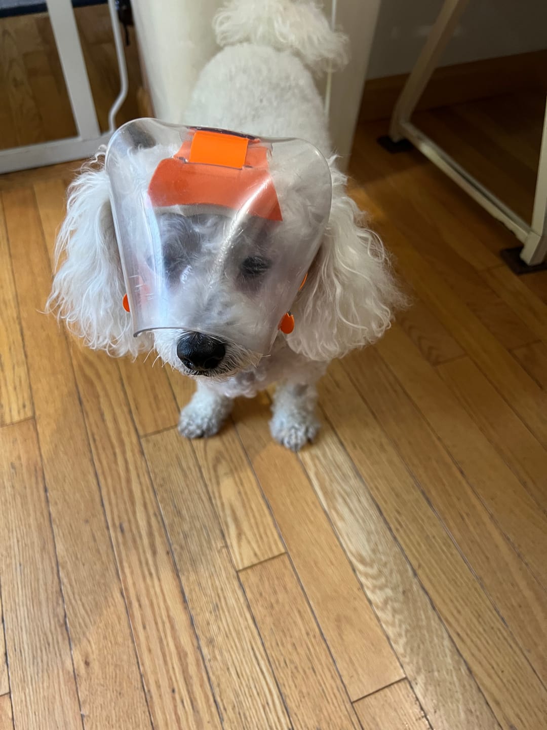 Customer photo review of OptiVizor - Regular Snout - Clear UV Tint