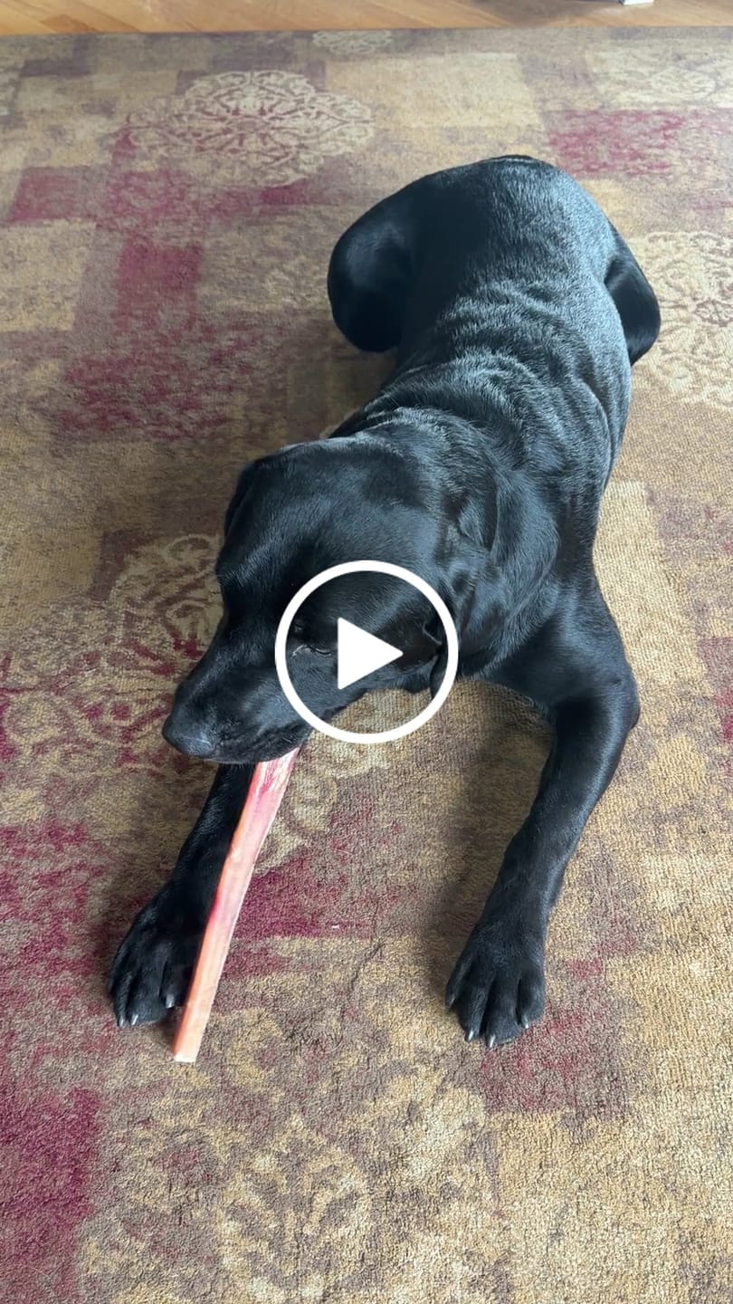 Customer video review of 12 Inch Jumbo Bully Stick