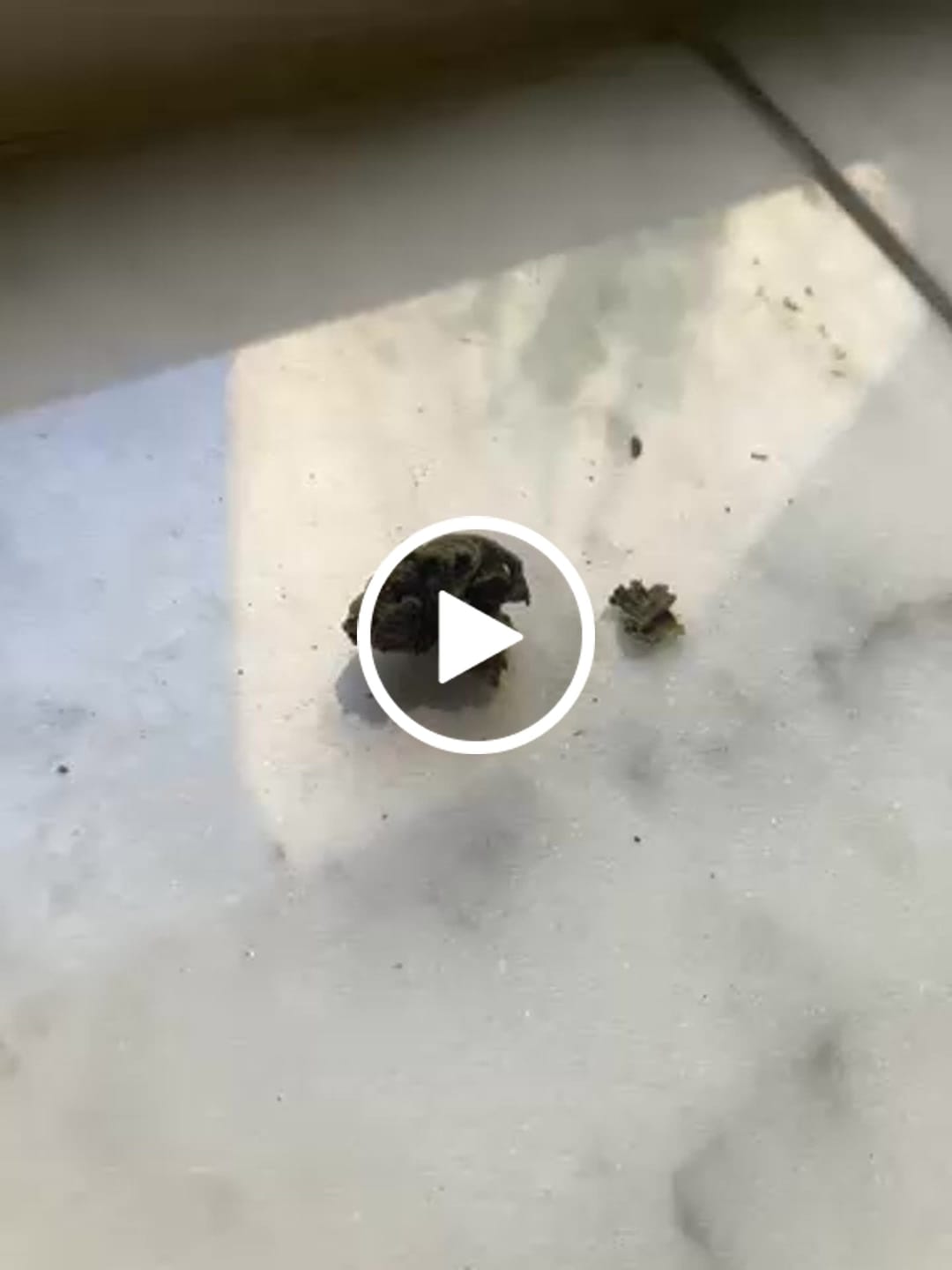 Customer video review of 1 Oz Cheap THCA Small Buds