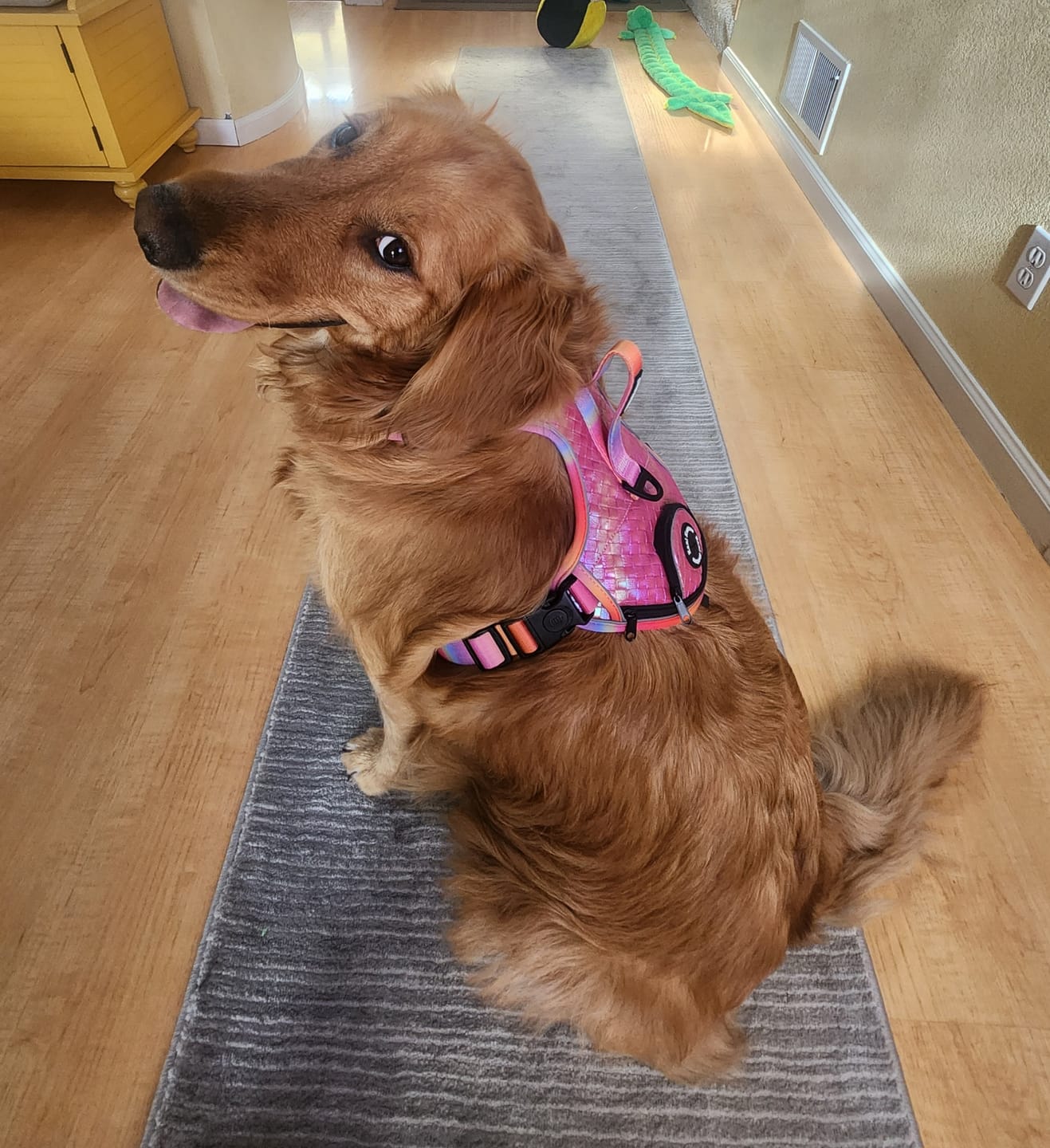 Customer photo review of Fuchsia Meadows - Adventure Leather Harness