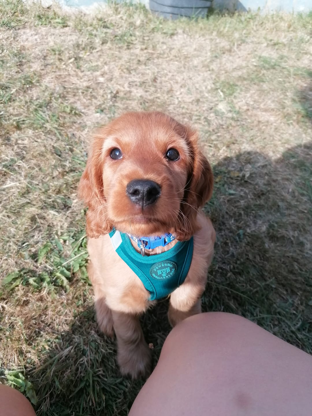 Customer photo review of Pawsome Pup Harness - Emerald