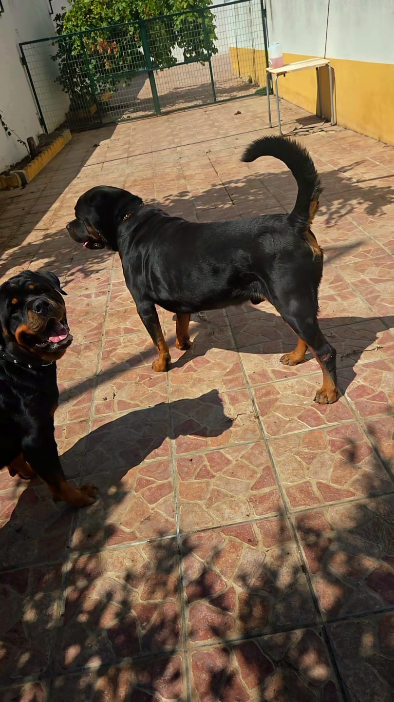 Customer photo review of Cuban Link Chain Dog Collar - Gold