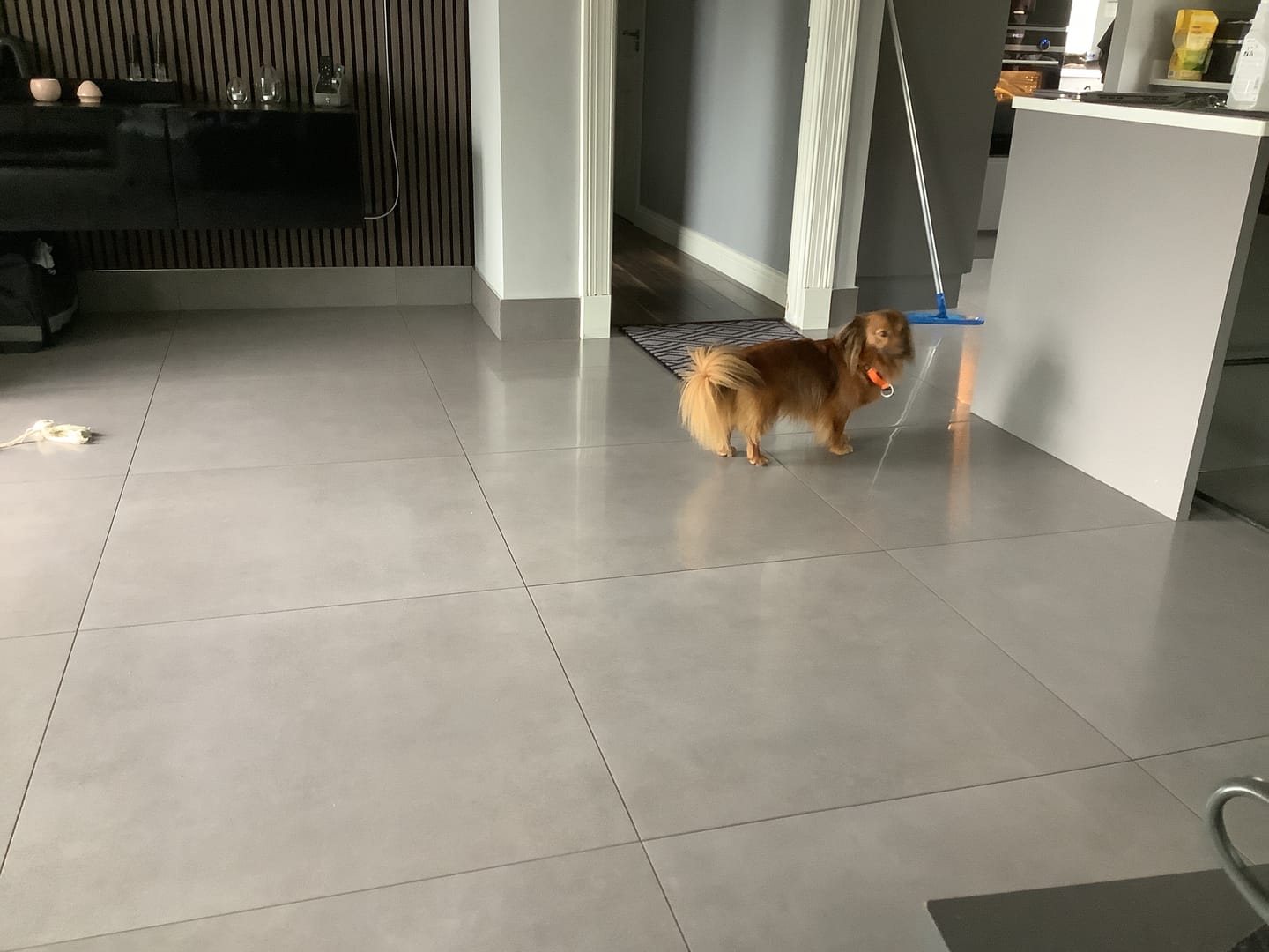 Customer photo review of 3cm Slip on Collar | Foam Padded - Orange