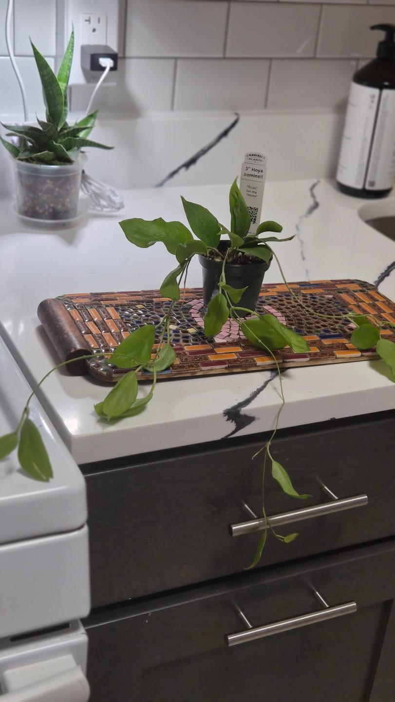 Customer photo review of Hoya cominsii