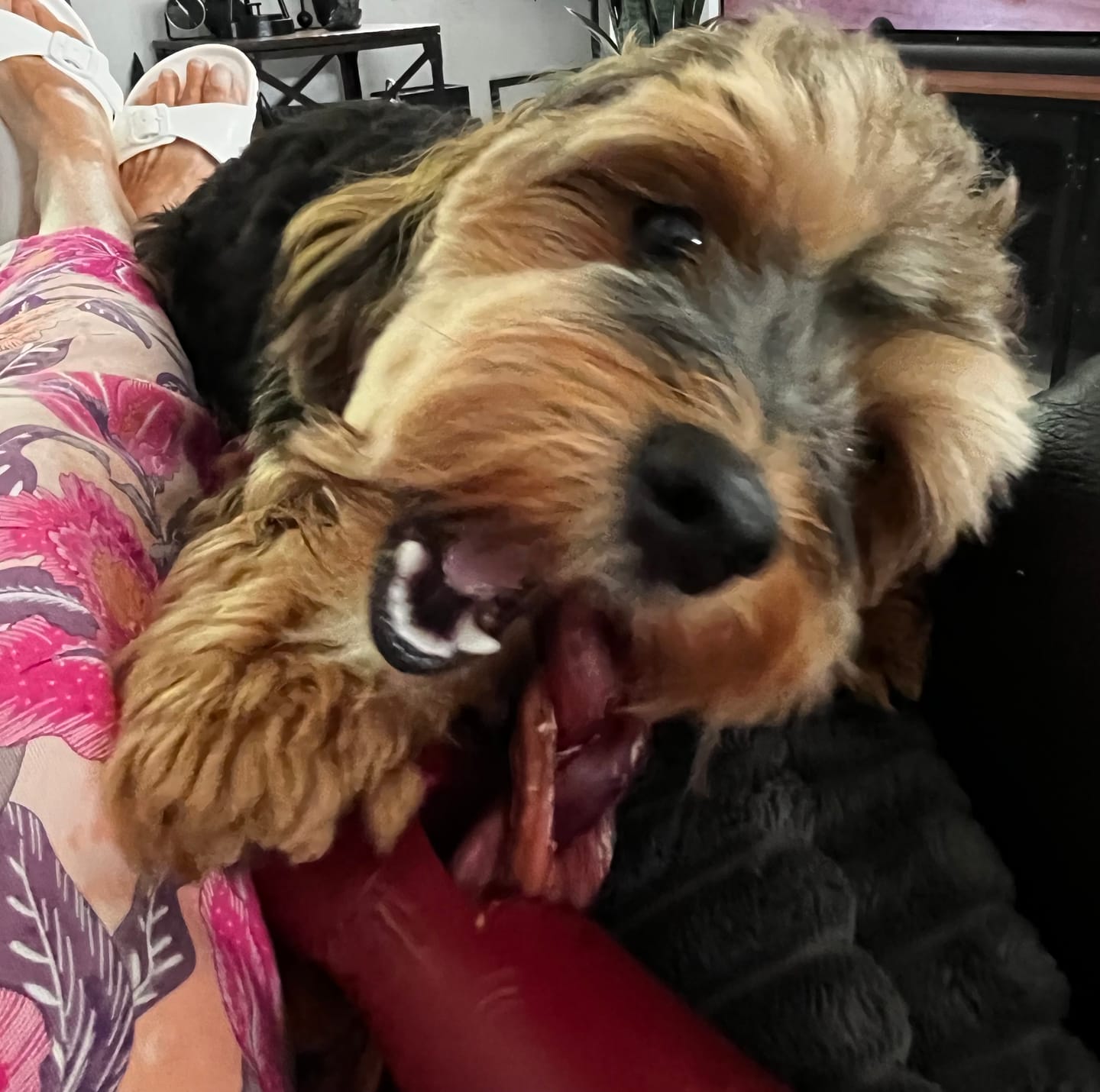 Customer photo review of 6 Inch Standard Braided Bully Stick
