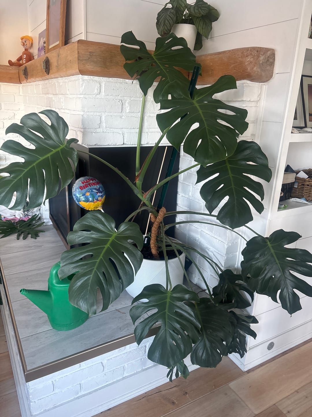 Customer photo review of Kelpy Food for Plants