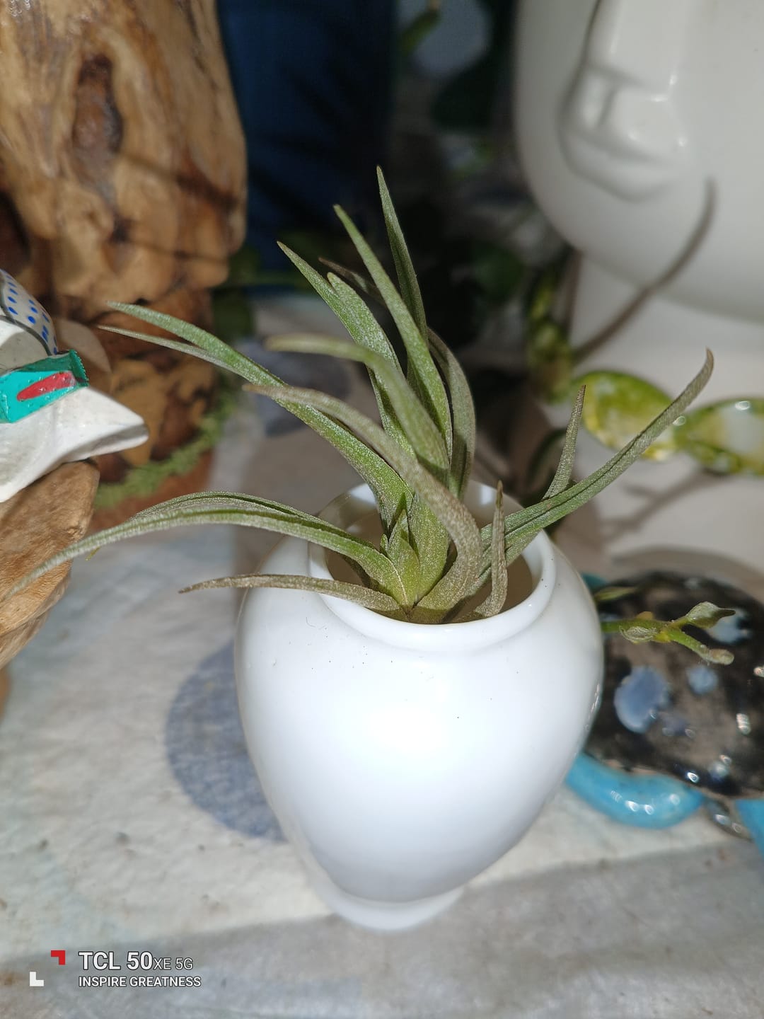 Customer photo review of Argentina Single  Miniature Species
