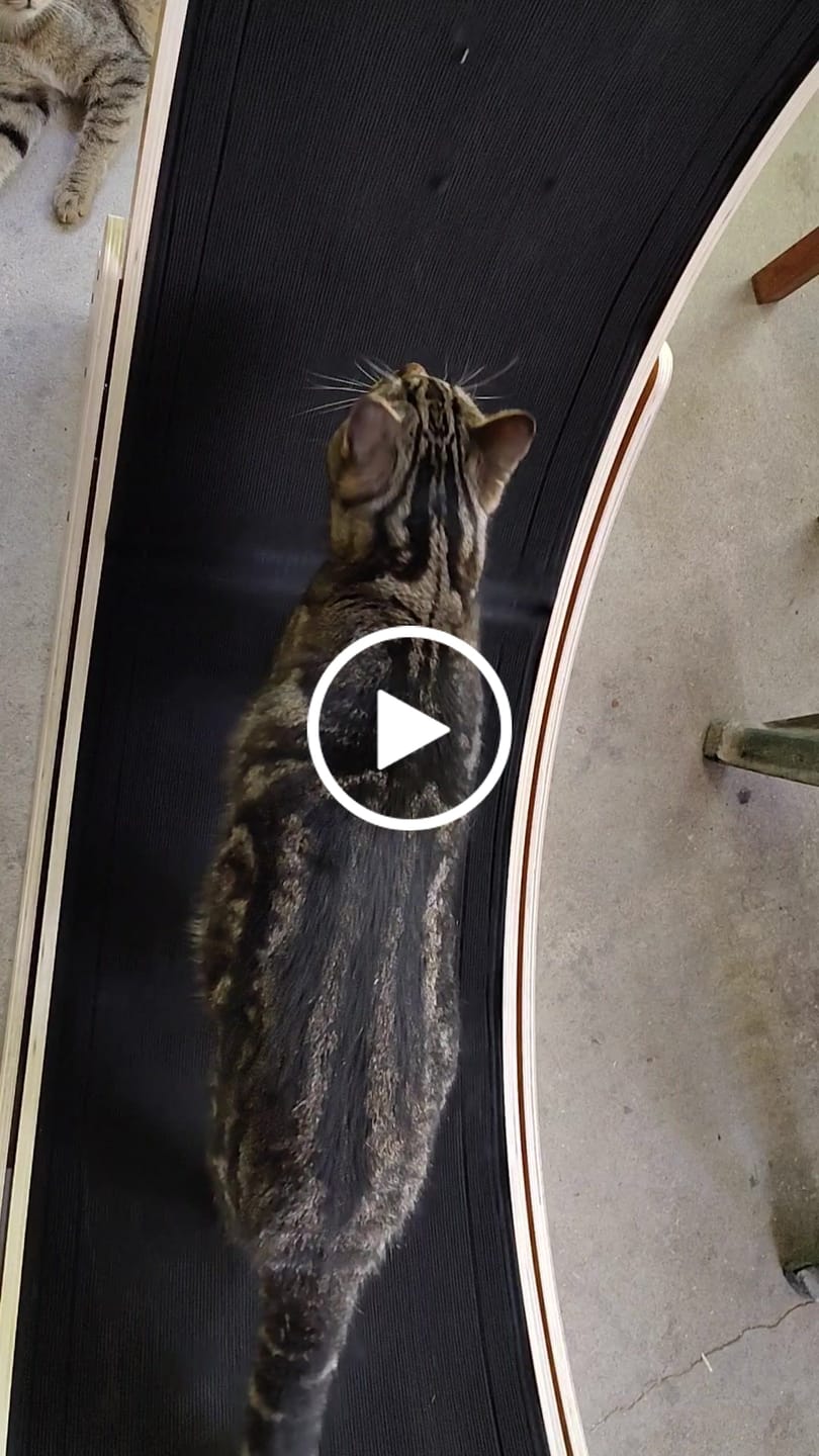 Customer video review of Nordic Beast Cat Wheel — Built for Large, High Energy Indoor Cats