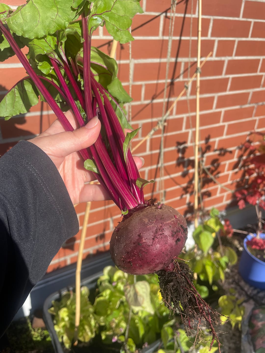 Customer photo review of Rote Bete ‘Robuschka’