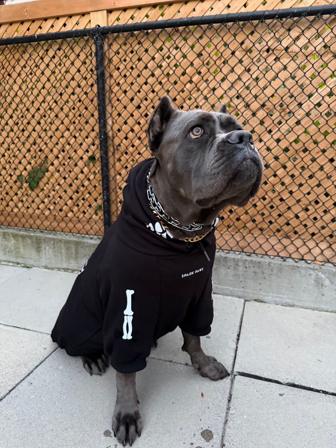 Customer photo review of Halloween Dog Hoodie - Reflective Skeleton (2)