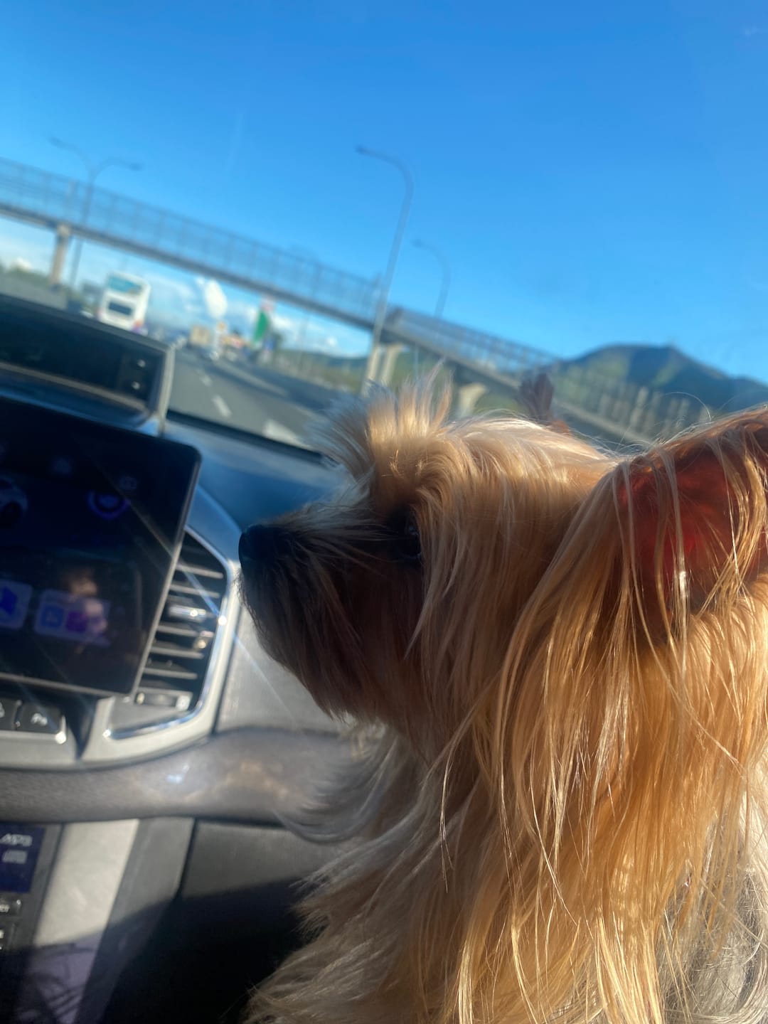 Customer photo review of Fragancia Para Mascotas Elimina Olores - Wild Berries