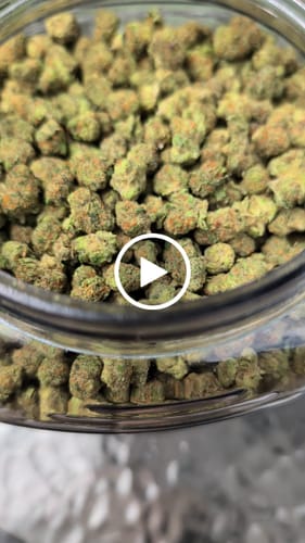 Customer video review of Pineapple Express (Indoor Smalls) – Bulk THCA Flower 1 lb