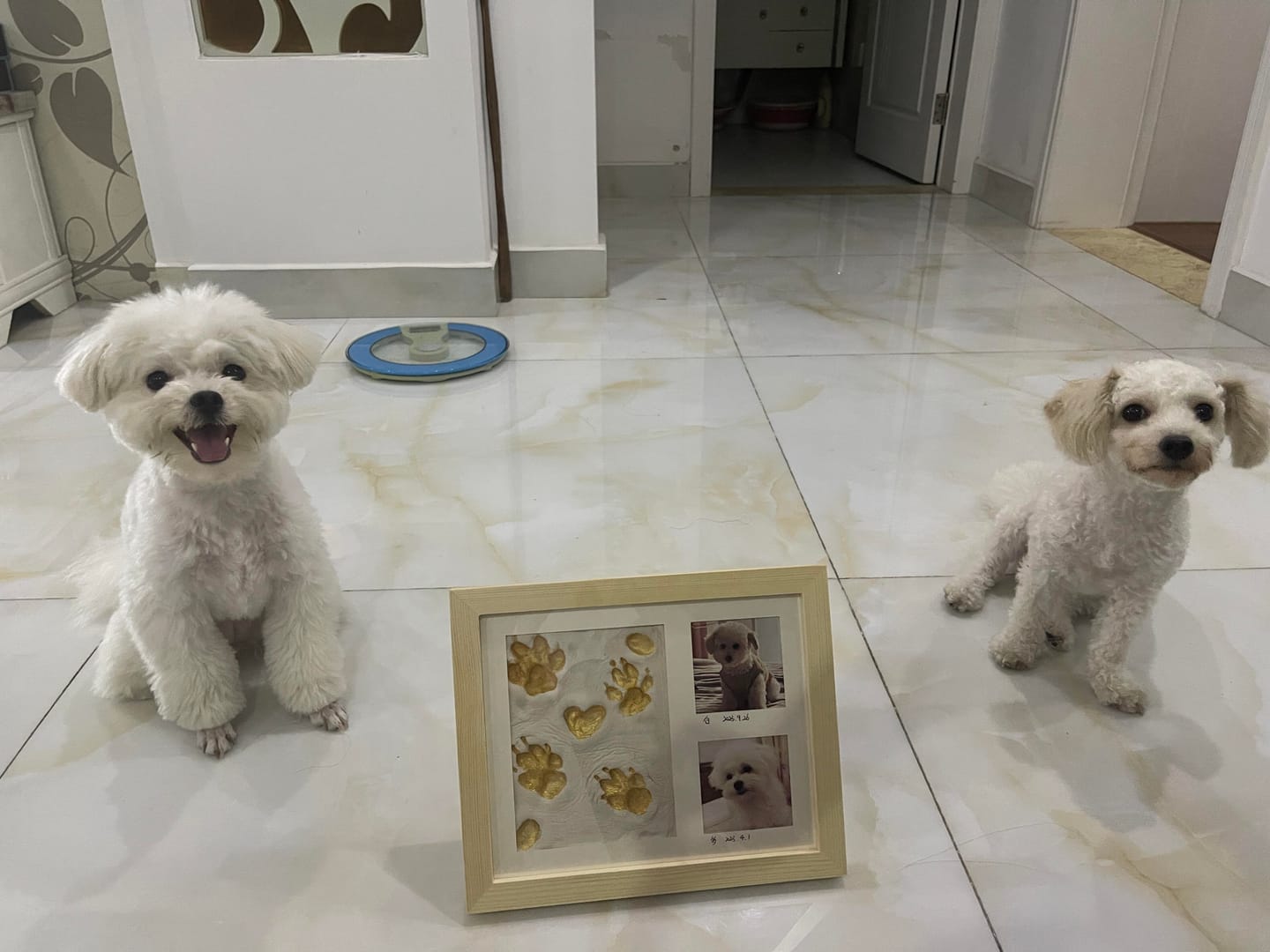 Customer photo review of Pawtique ForeverPaw™ Keepsake Kit