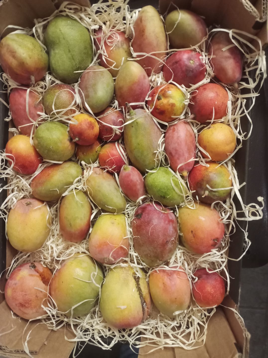 Customer photo review of Mini-Mango von Juan 3kg Retterbox %