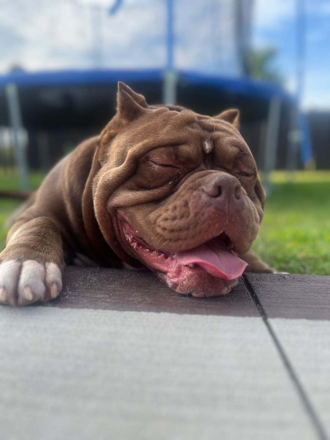 Customer photo review of Calming Tablets for Stressed and Aggressive Dogs - Reduce Dog Aggression and Frustration & Promote Relaxation - All-Natural, Homeopathic Remedy - 300 Tablets