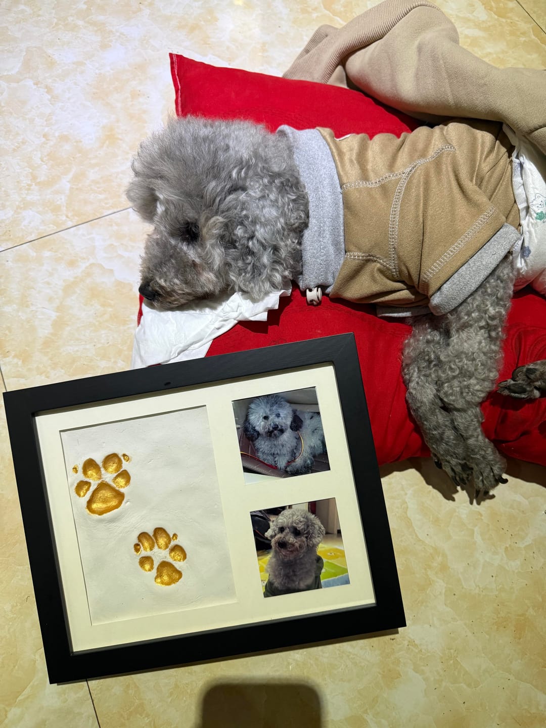 Customer photo review of Pawtique ForeverPaw™ Keepsake Kit