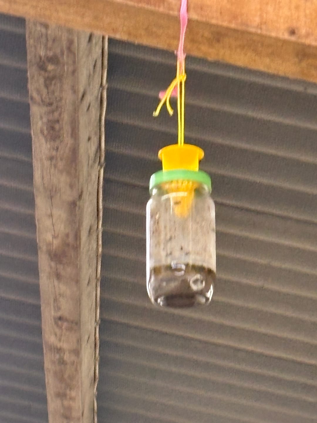Customer photo review of HorseSafe LiquidTrap – Schluss mit Fliegenstress auf deinem Hof