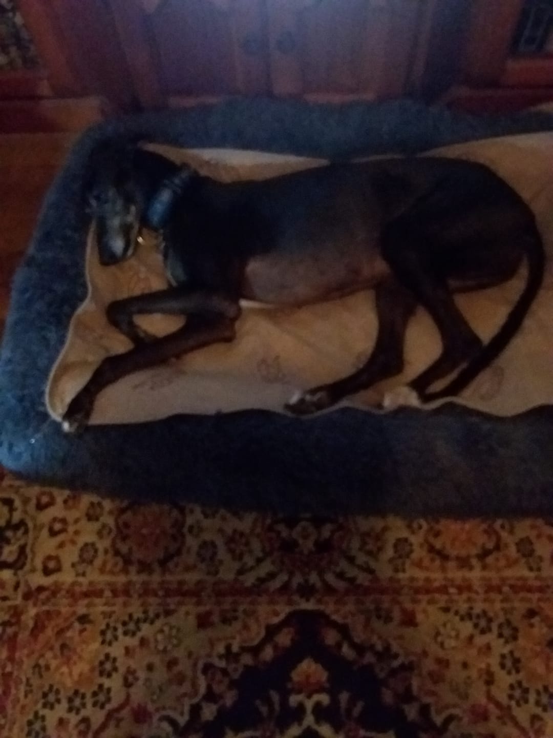 Customer photo review of Brooklyn® Memory Foam Bolster Bed