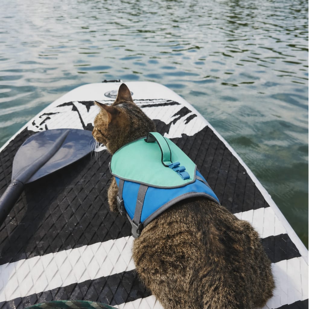 Customer photo review of Pet Life Jacket