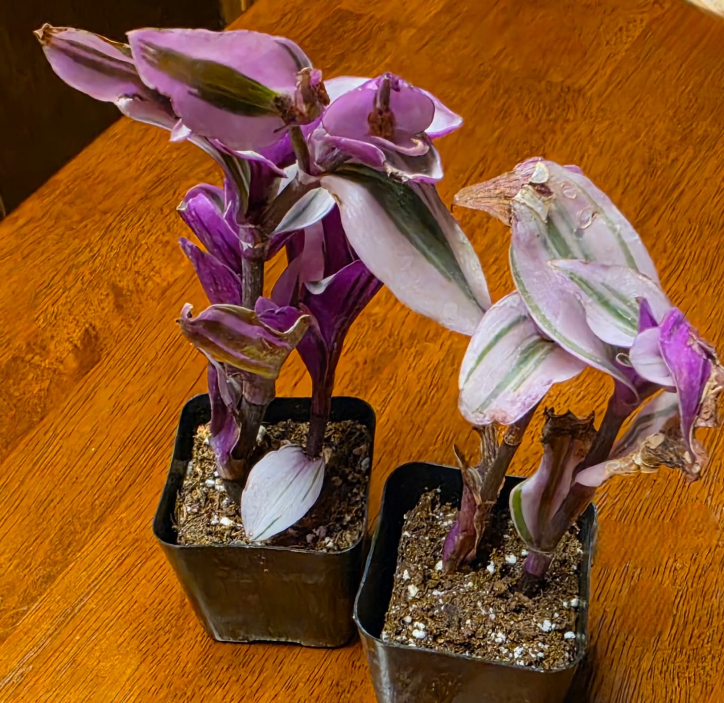 Customer photo review of Pink Furry Tradescantia
