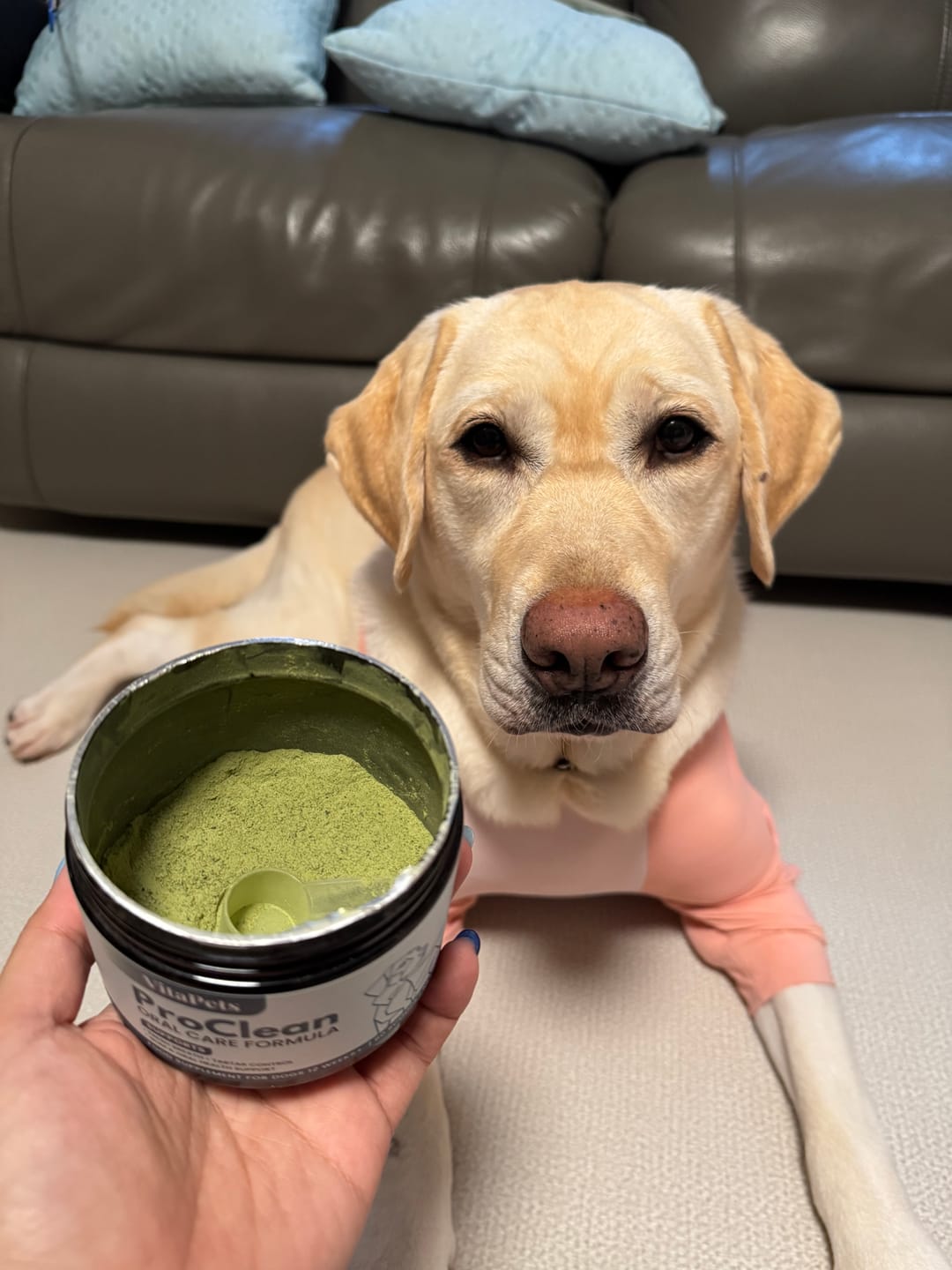 Customer photo review of ProClean™狗狗天然潔牙護齒配方