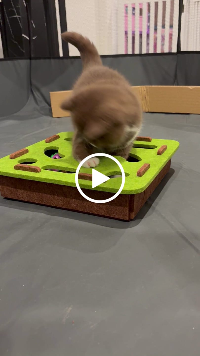 Customer video review of Felt Maze Interactive Cat Puzzle Box