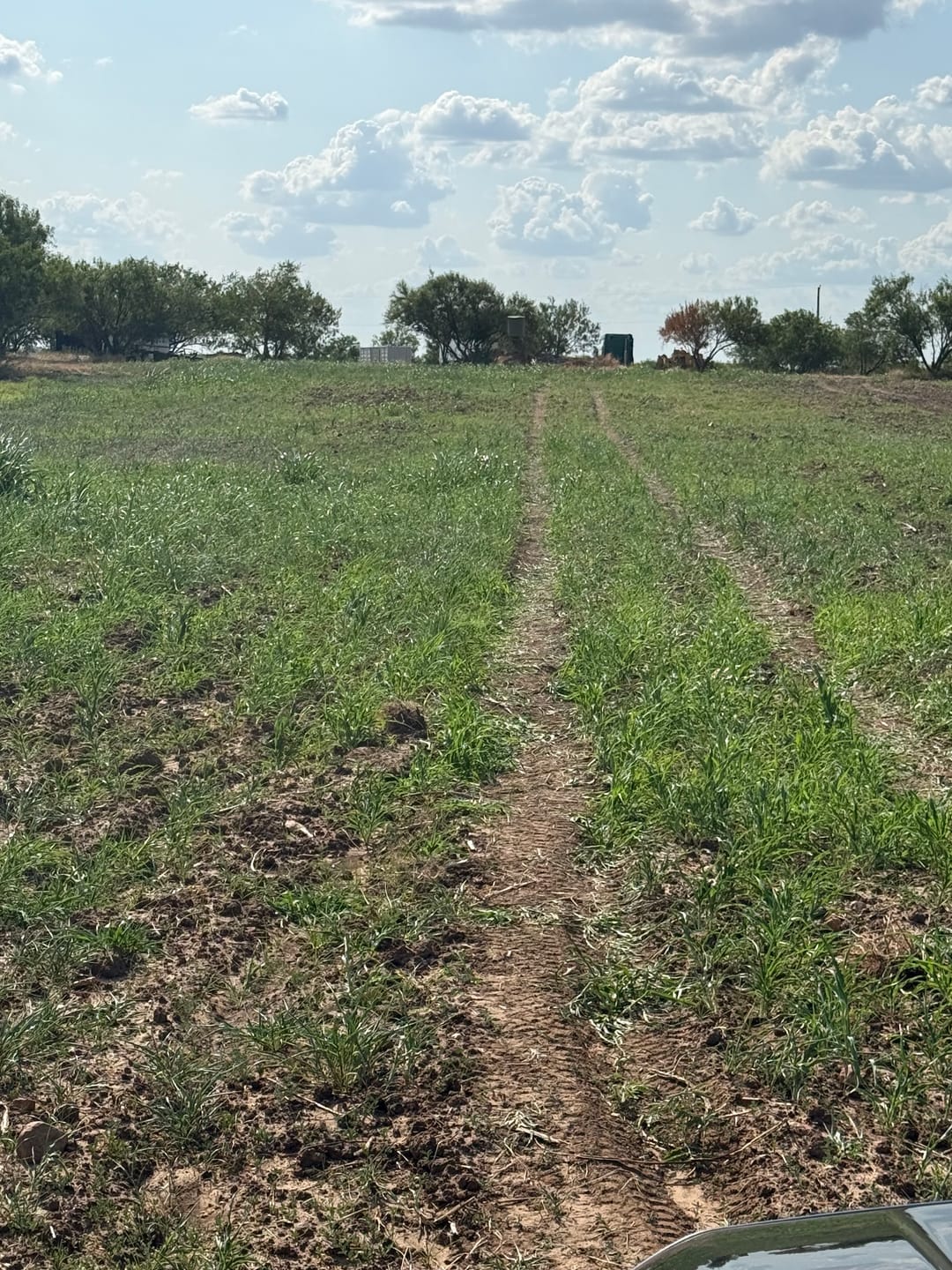 Customer photo review of Dove & Quail Plot