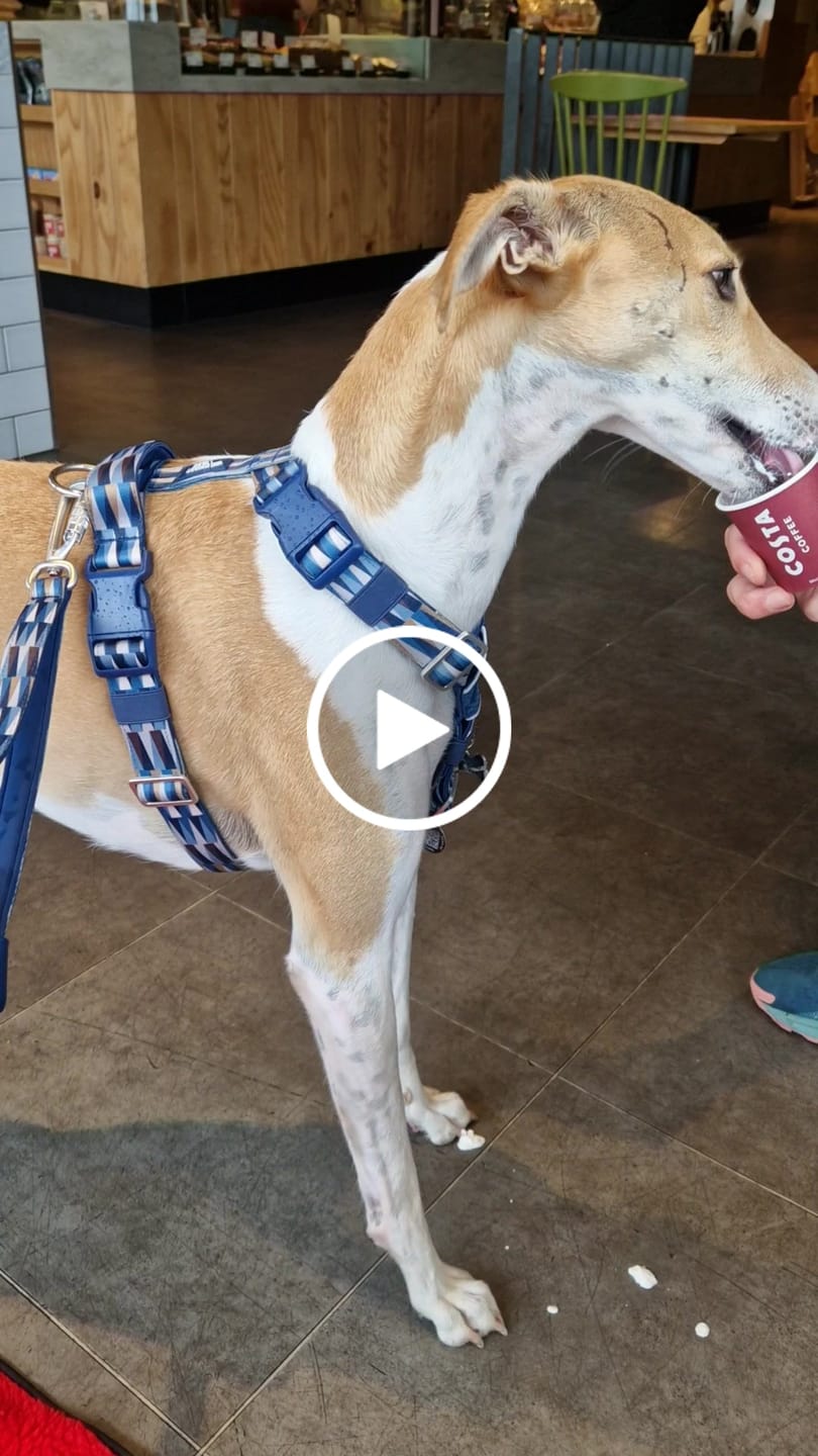 Customer video review of Horizon Harness