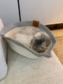 Le chat tout doux du client, roulé en boule, dort dans le panier Instinct gris et blanc tissé posé sur un canapé.