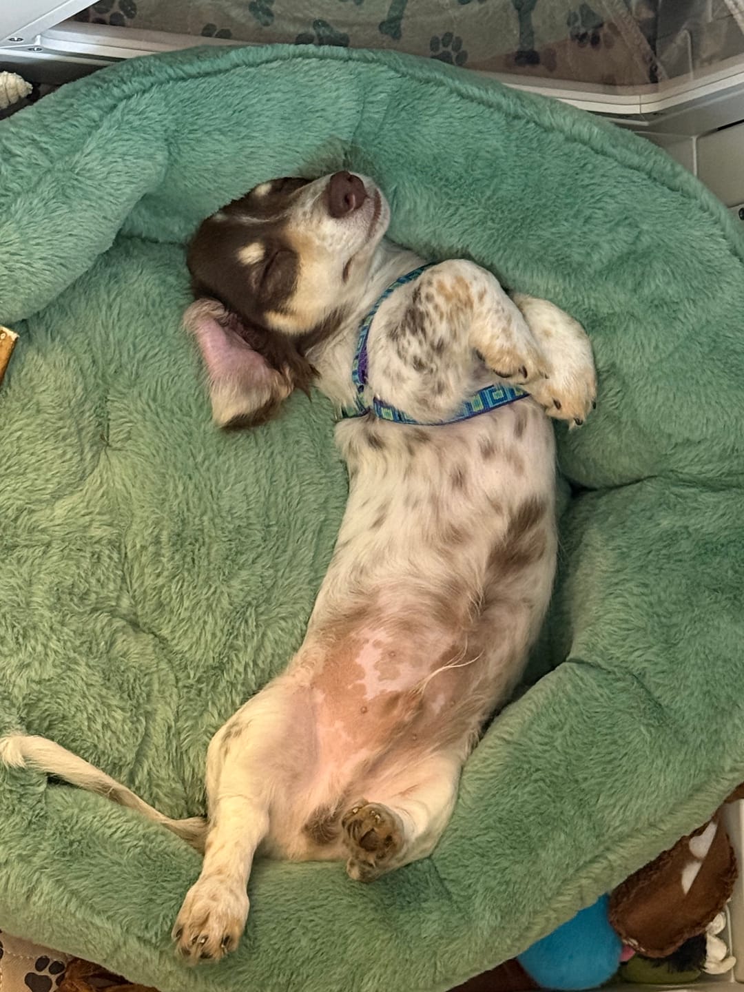 Customer photo review of Calming Lounger Dog Bed