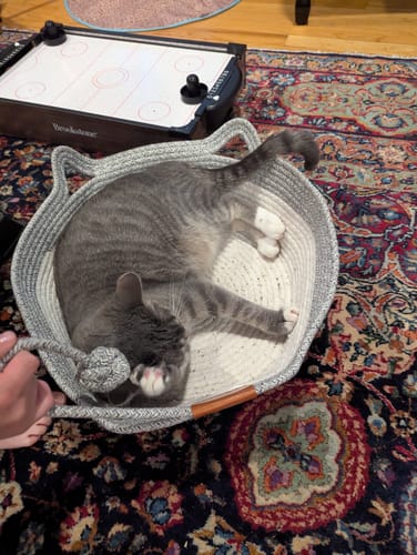 Customer's gray and white Instinct Basket with a cat lounging inside and playing with the attached toy ball.