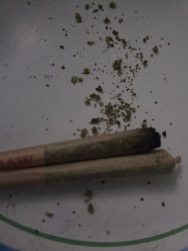 Customer photo review of Gorilla Glue THCA Flower