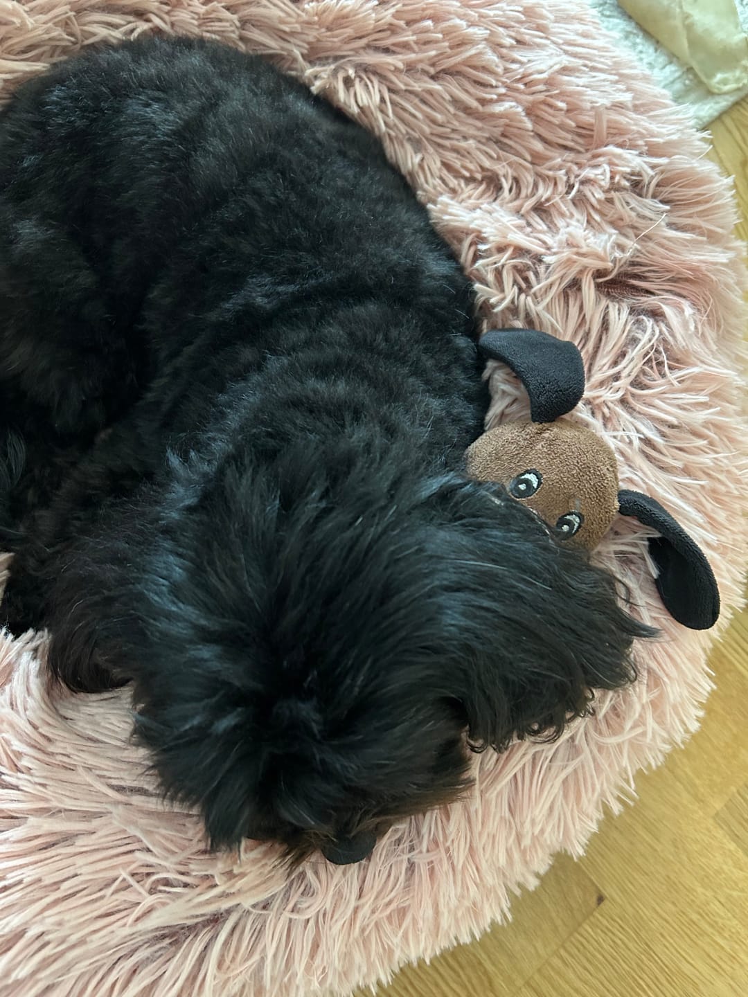 Customer photo review of Wurmtest Plus Hund