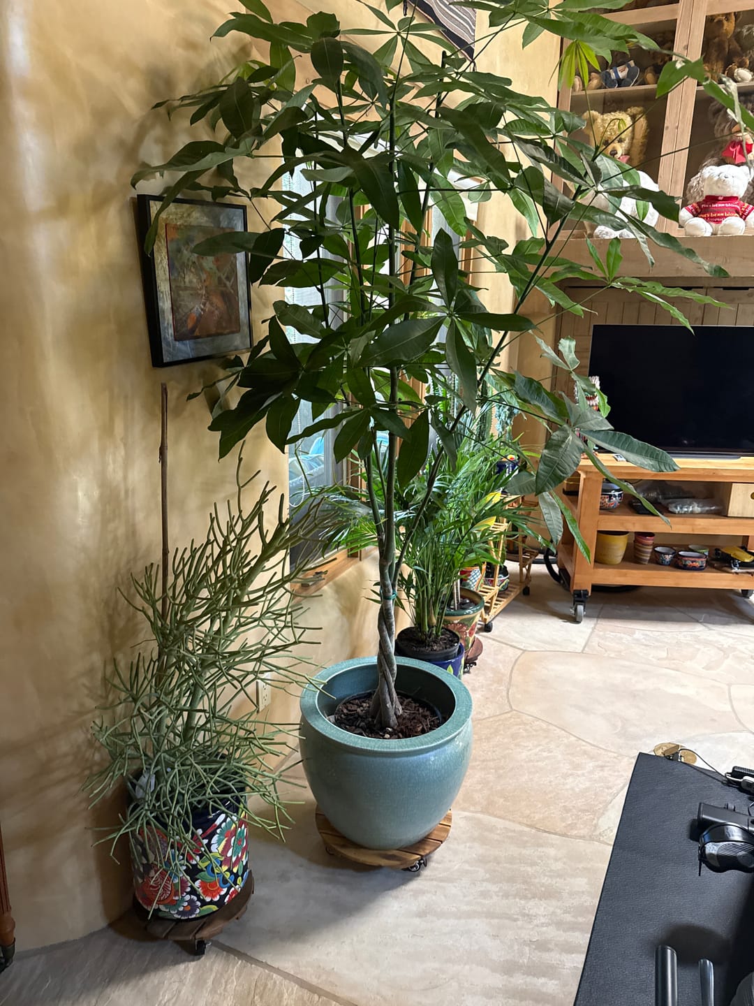 Customer photo review of Money Tree Braided, Tree Form, Pachira Aquatica, Good Luck Tree