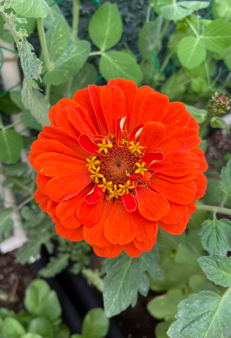 Customer photo review of Zinnia California Giant