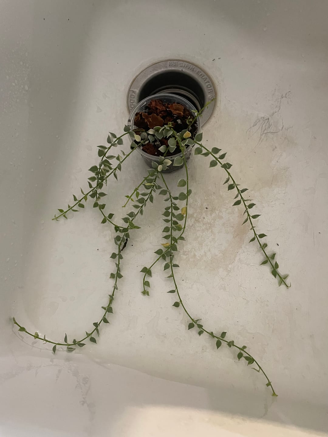 Customer photo review of Dischidia ruscifolia 'Variegata' "Million Hearts"