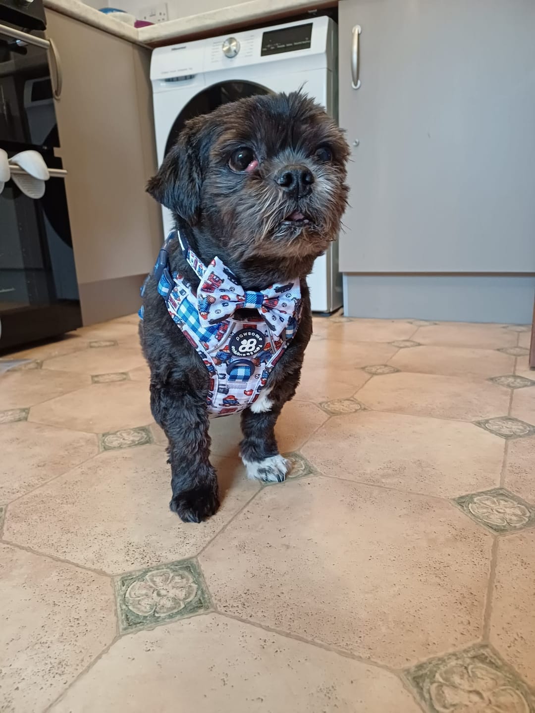 Customer photo review of Paddington™ AdjustFit Lead - London