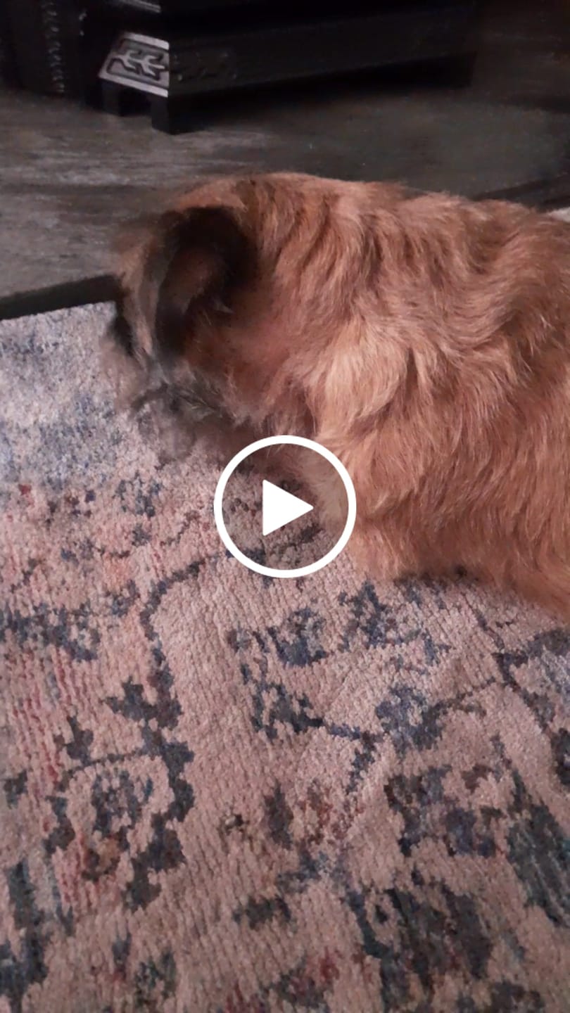 Customer video review of Himmaleh Yak Chew Bulk buy