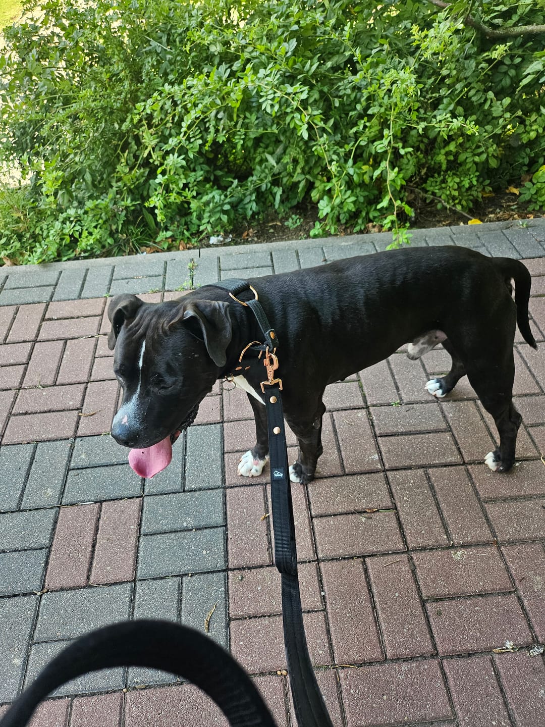 Customer photo review of Smycz z dodatkową rączką - Guard Leash Rose Edition Czarna
