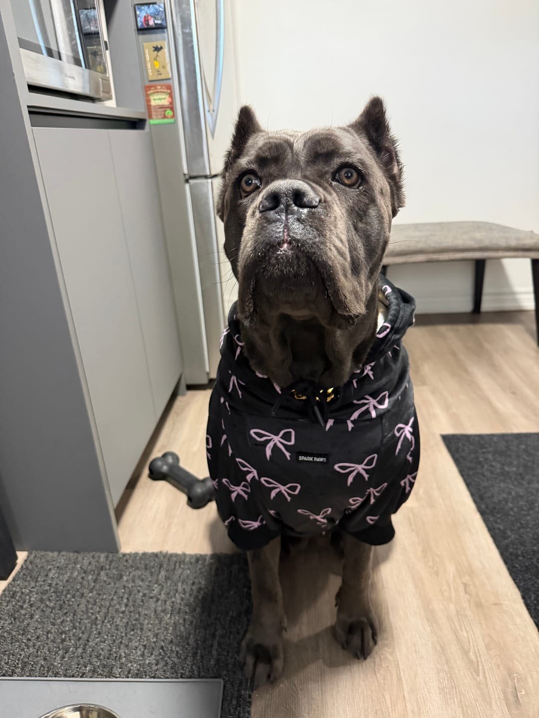 Customer photo review of Coquette Dog Hoodie