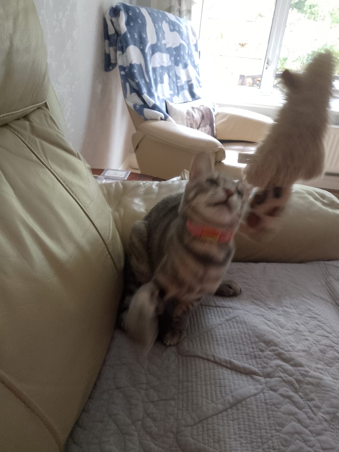 Customer photo review of Breakaway Cat Collar