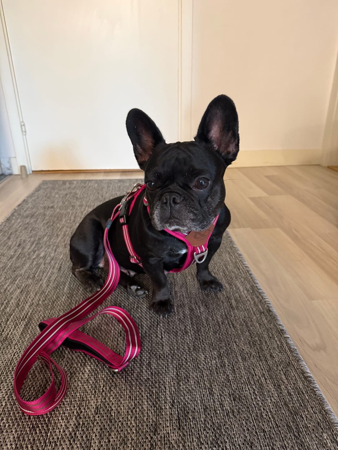 Customer photo review of Staffordshire Bull Terrier 1935® Harness & Leash Set - Fuchsia