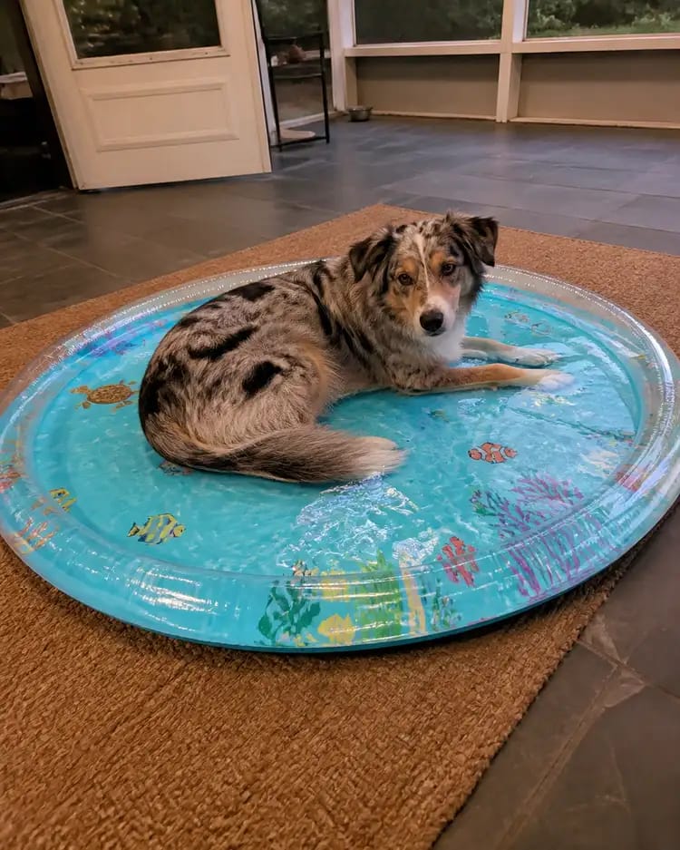 Customer photo review of Paw Cool Oasis Dog Cooling Water Bed